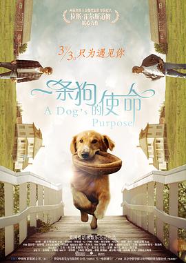 橄榄树之恋